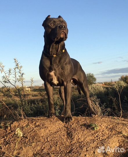 Питбультерьер