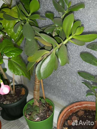 Цветы.Семена.Рассады