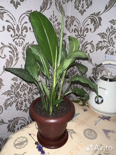 Живые комнатные цветы