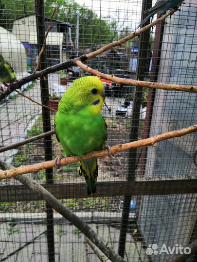 Волнистые попугаи из гнезда