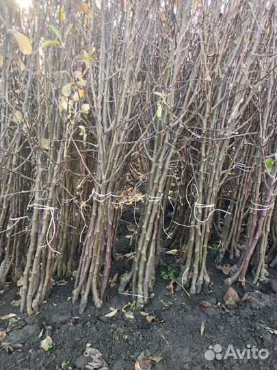 Саженцы плодовых деревьев