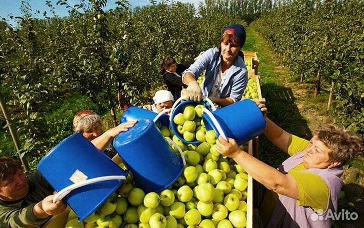 Сборщик яблок. Сезонная работа