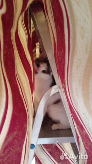 Выгул питомцев)