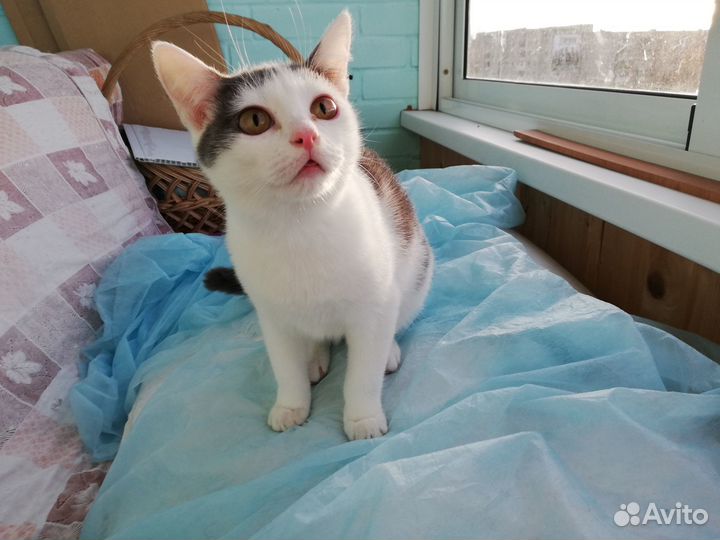 Котик ищет дом