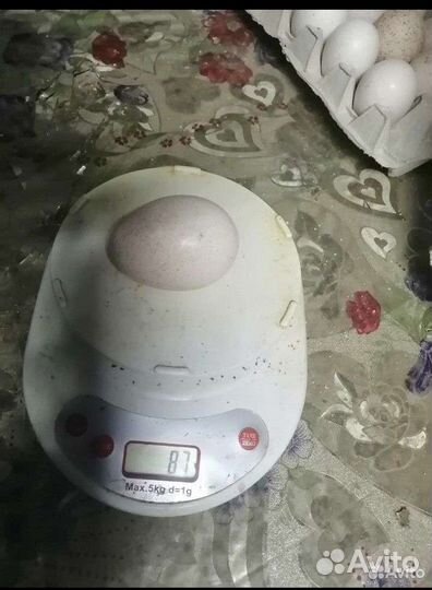 Индюшата суточные