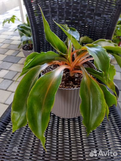 Хлорофитум Грин Оранж