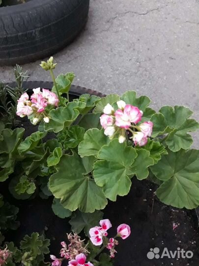 Герань пеларгония