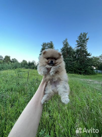 Шпиц мишка мини