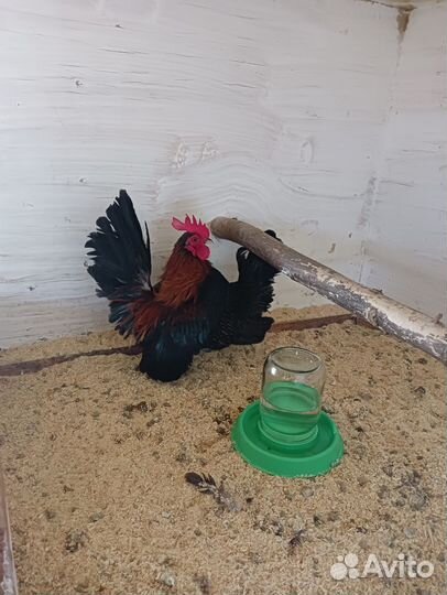 Малазийская серама