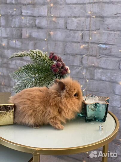 Домашний питомец кролик