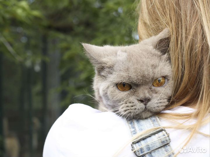 Лиловая британка в дар