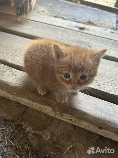 Кошка в дар