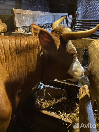 Корова дойная