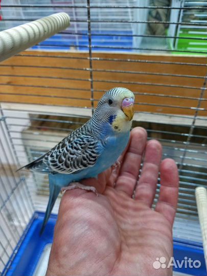 Птенцы волнистый попугай