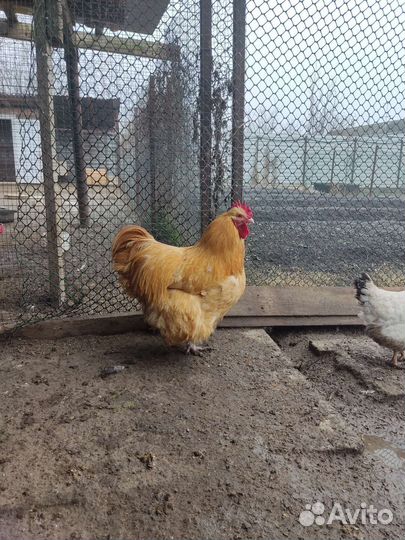 Инкубационные яйца