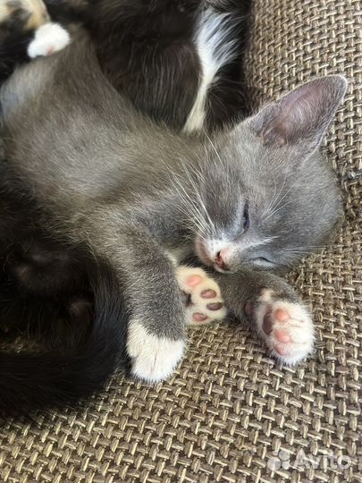 Отдам в добрые руки