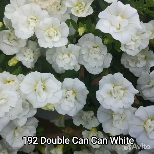 Калибрахоа махровые