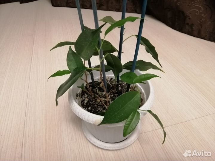 Фикус бенджамина Даниэль