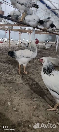 Куры петухи