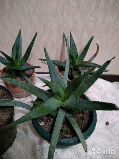 Цветы алоэ вера