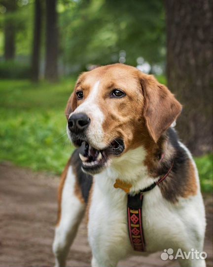 Гордей изет дом. Порода пешая гончая