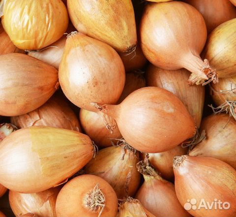 Лук сетевой