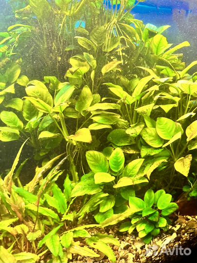 Аквариумные растения