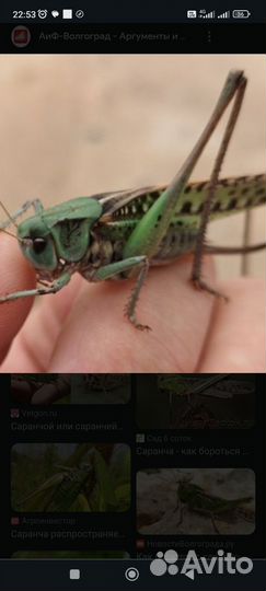 Саранча для сома