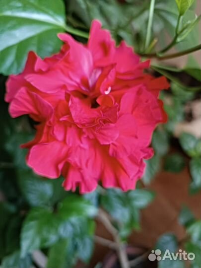 Бигискус китайская роза