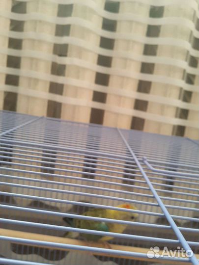 Попугай певчий