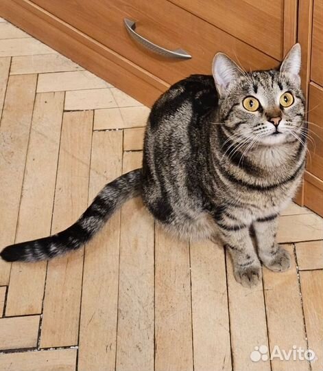 Кошка полосатик табби