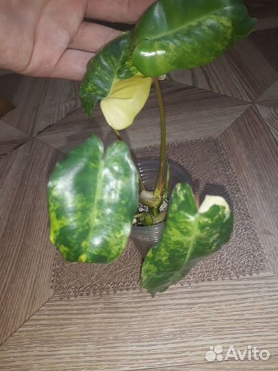 Продам цветы комнатные