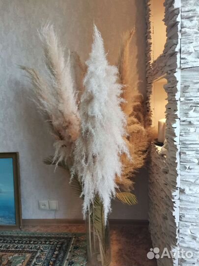 Кортадерия пампасная трава