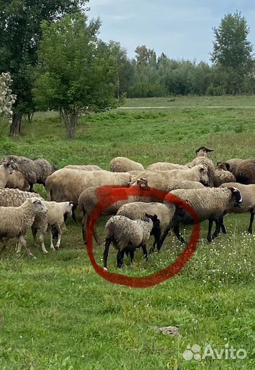 Ярочки романовские