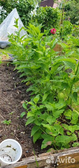 Колокольчик многолетка высокорослый