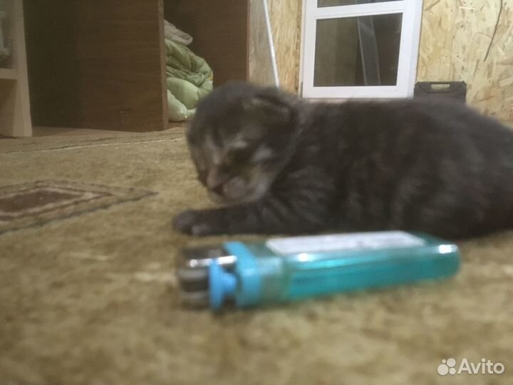 Домашние животные кошки