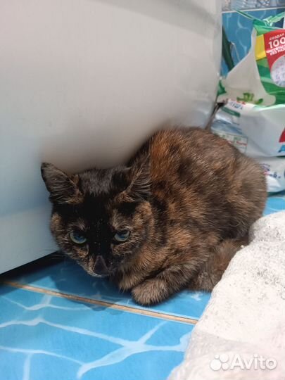 Найдена кошка