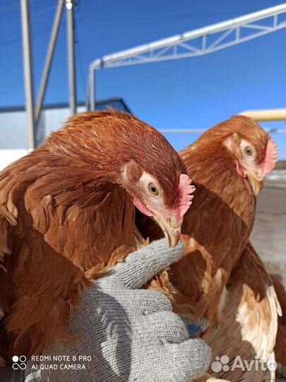 Куры Несушки