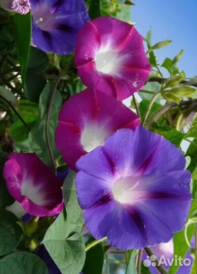 Вьюны семена 50шт