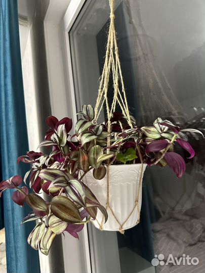 Традесканция зебрина