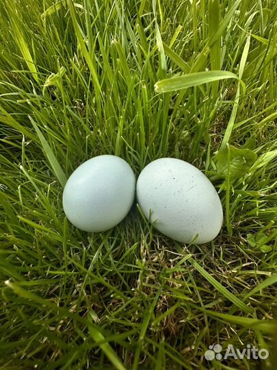 Инкубационное яйцо Уйхеилюй