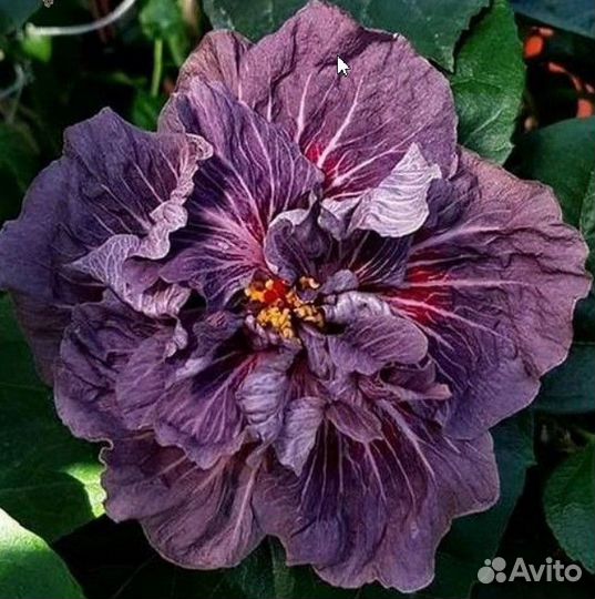 Сортовые гибискусы 3