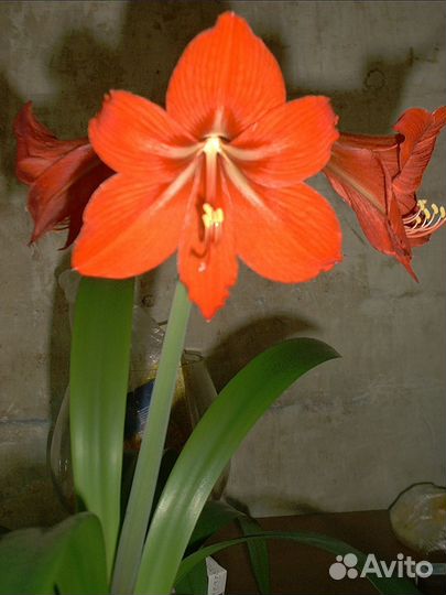 Лилия комнатная