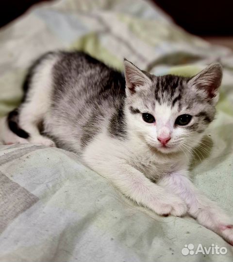 Котёнок девочка