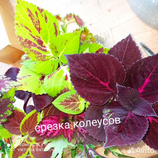 Колеусы разные