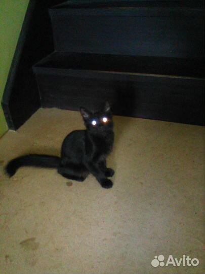 Котенок черный в дар