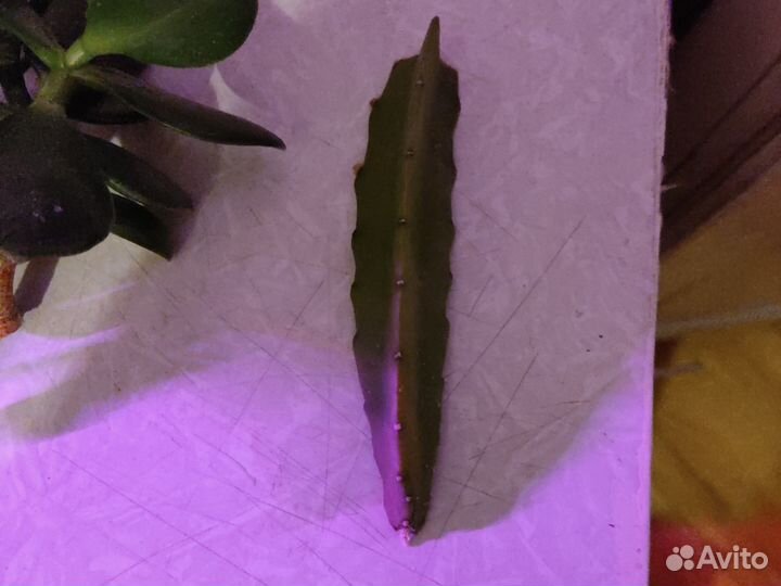 Срезы растения Толстянка