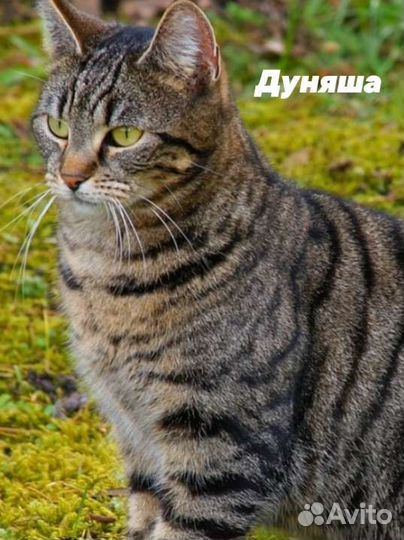 Кошечки в добрые руки