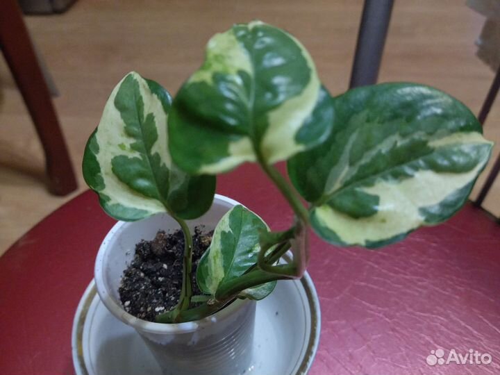 Эпипремнум и Н. Джой, традесканция Мутовчатая