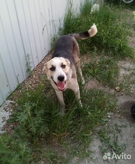 Ищем дом щенку подростку